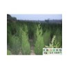 【側柏 白皮松 蜀儈 油松】