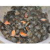 甲魚養殖
