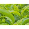 2021上海國際茶博會【方網站】【主辦方】
