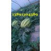 陜西黑無籽西瓜，田王西瓜，景新西瓜，金城5西瓜產地價格