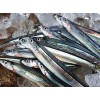 上海港進口日本鳀魚清關(guān)操作
